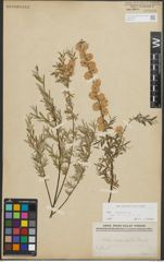Foto von Salix repens subsp. rosmarinifolia (L.) Andersson